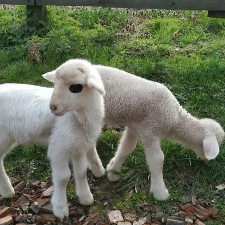 Εξοχικό σπίτι Country House Lozanjska Terasa Lozanj